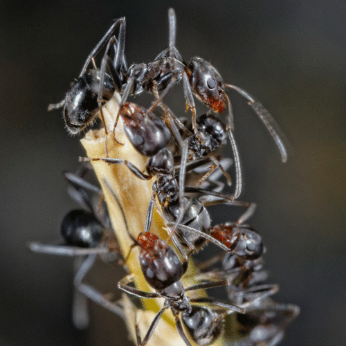 Iridomyrmex suchieriIridomyrmex suchieri