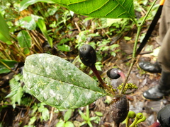 Sorocea