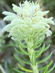 Phylica dodii