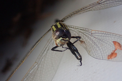 Orthetrum icteromelas