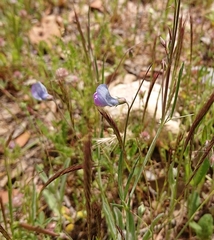 Linearicarpus