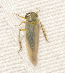 Limotettix