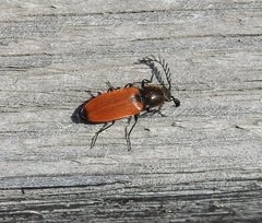 Anostirus castaneus