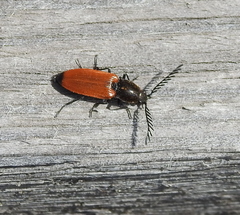 Anostirus castaneus