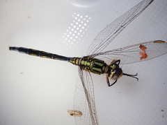 Orthetrum icteromelas