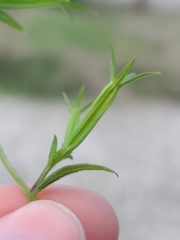 Triodanis leptocarpa