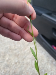 Triodanis leptocarpa