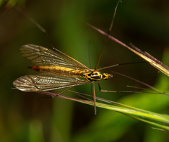 Nephrotoma submaculosa