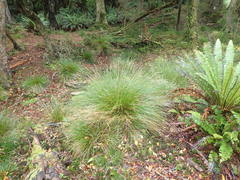 Carex subviridis