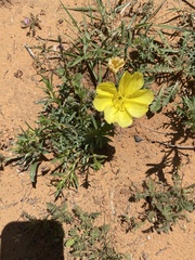 Oenothera grandis