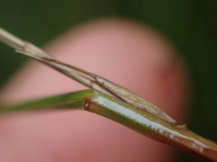 Carex subviridis