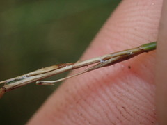 Carex subviridis
