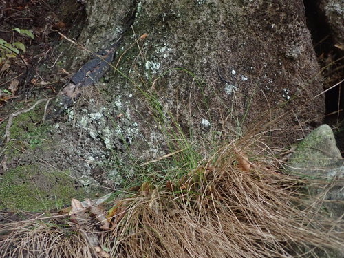 Fine-leaved Bastard Grass (Carex obtusifolia)