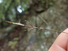 Carex obtusifolia