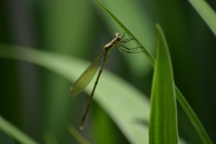 Lestes inaequalis