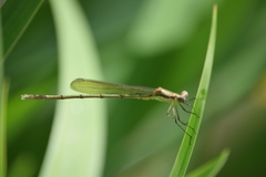 Lestes inaequalis