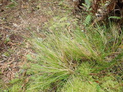 Carex horizontalis