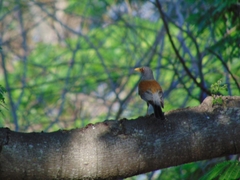 Turdus rufopalliatus