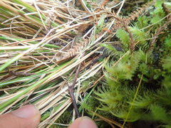 Carex horizontalis