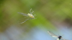 Takecallis arundinariae