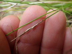 Carex horizontalis