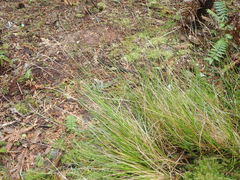 Carex horizontalis