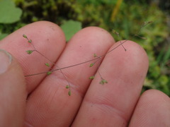 Poa imbecilla