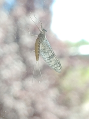 Ephemeroptera