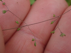 Poa imbecilla