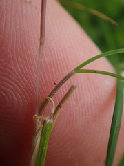 Poa imbecilla