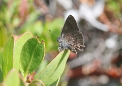 Satyrium tetra