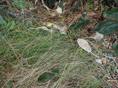 Poa pusilla