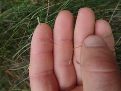 Poa pusilla