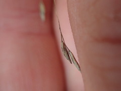 Poa pusilla