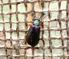 Pomphopoea
