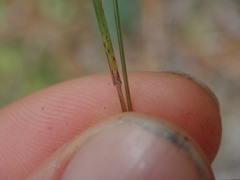 Poa pusilla
