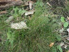 Poa pusilla