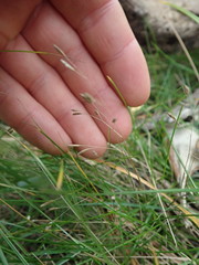 Poa pusilla