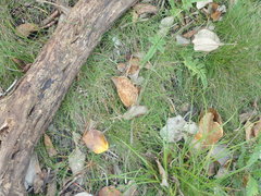 Poa pusilla