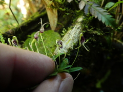 Diodonopsis anachaeta