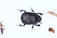Onthophagus verticicornis