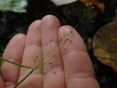 Poa imbecilla