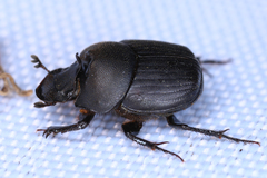 Onthophagus verticicornis
