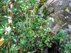 Peperomia tetraphylla image