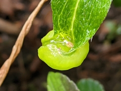Exobasidium japonicum