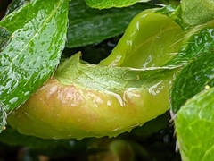 Exobasidium japonicum