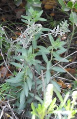 Haplophyllum linifolium