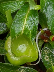 Exobasidium japonicum