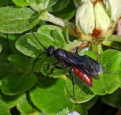 Priocnemis oregona
