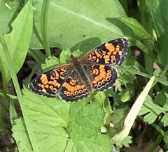 Phyciodes tharos
